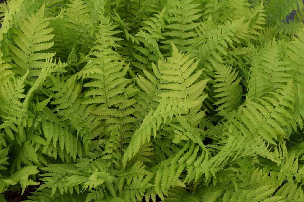 Matteuccia struthiopteris ---